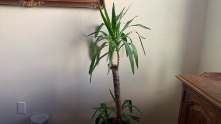 Corn plant