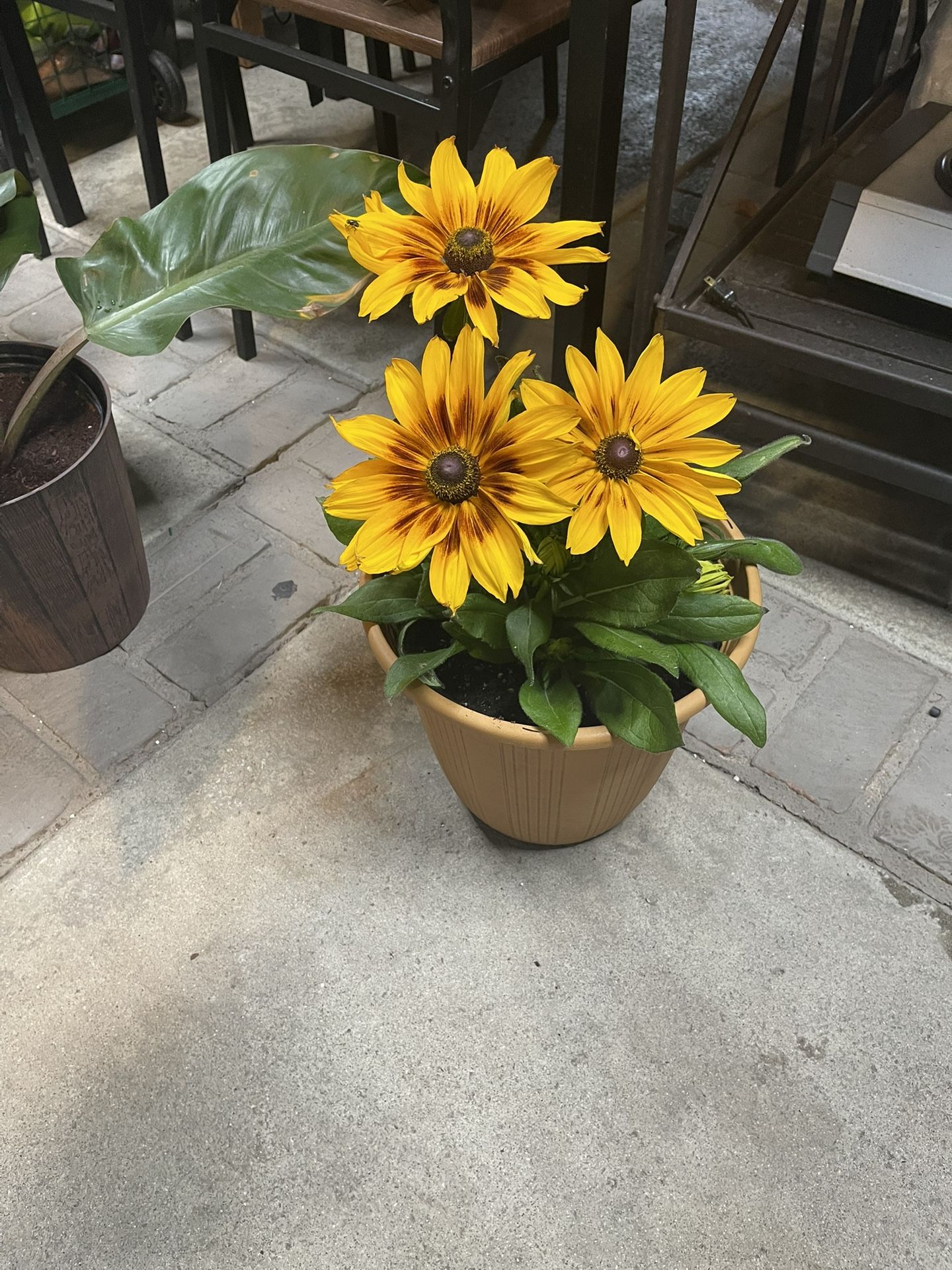 Beautiful Plant