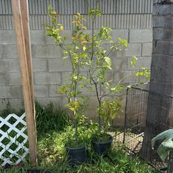 Lemon Tree
