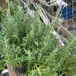 Lavender 10$
