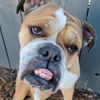 Jessie
