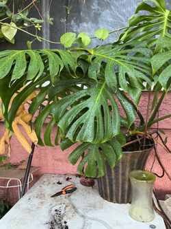 Monstera