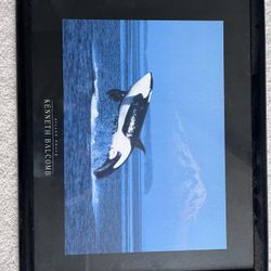 Framed Whale Photo