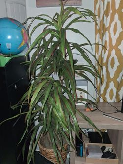Artificial plants