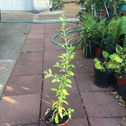 Mehede Or Hena Plant  