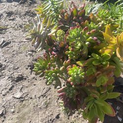 Pot of diferent nice Suculent