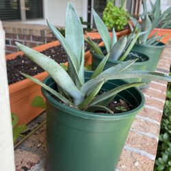 Murphy’s Agave