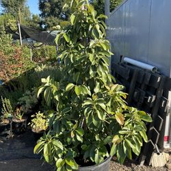 Avocado Tree