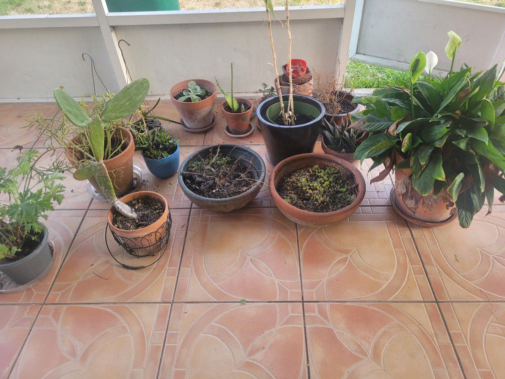 Plants And Pots - FREE 