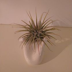 Hand Air Plant Holder