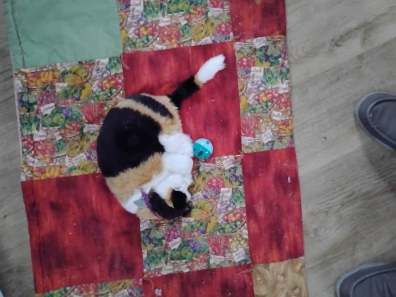 Toy Cat