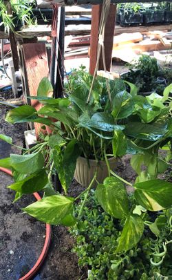 Pothos plant in 6 in pot . Ficus . Yew . Discolor plants