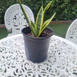 $8 Sanseviera  plant 