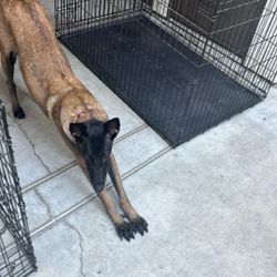 Dog Crate House Home