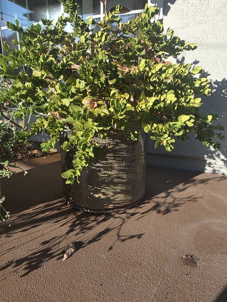 Large Potted Plant With Natal Plum