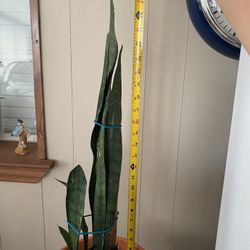 Planta Natural Lengua De Suegra En Maceta De Plástico 