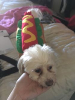 Dog costume