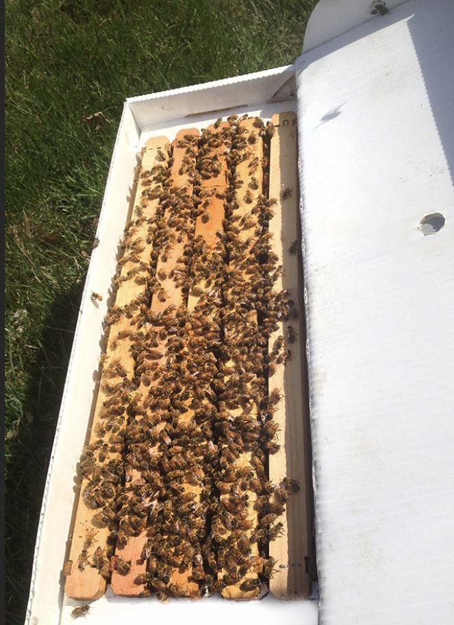 Bees