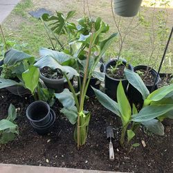 Part Six Of This great section of plants