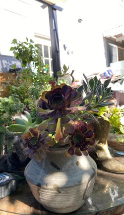 Succulent in ceramic pot