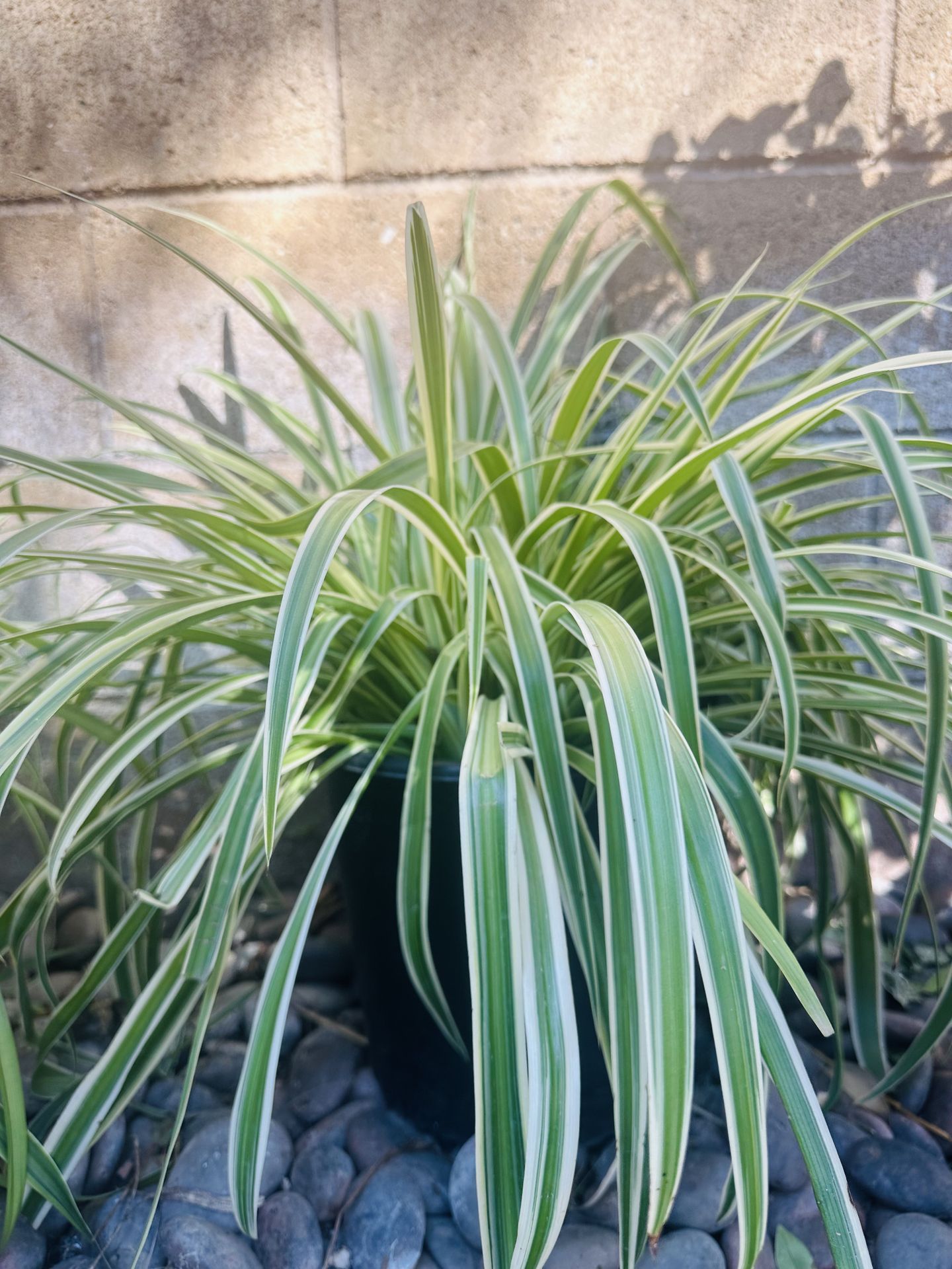 🌺🌺EXTRA LARGE PLANTS🌺🌺