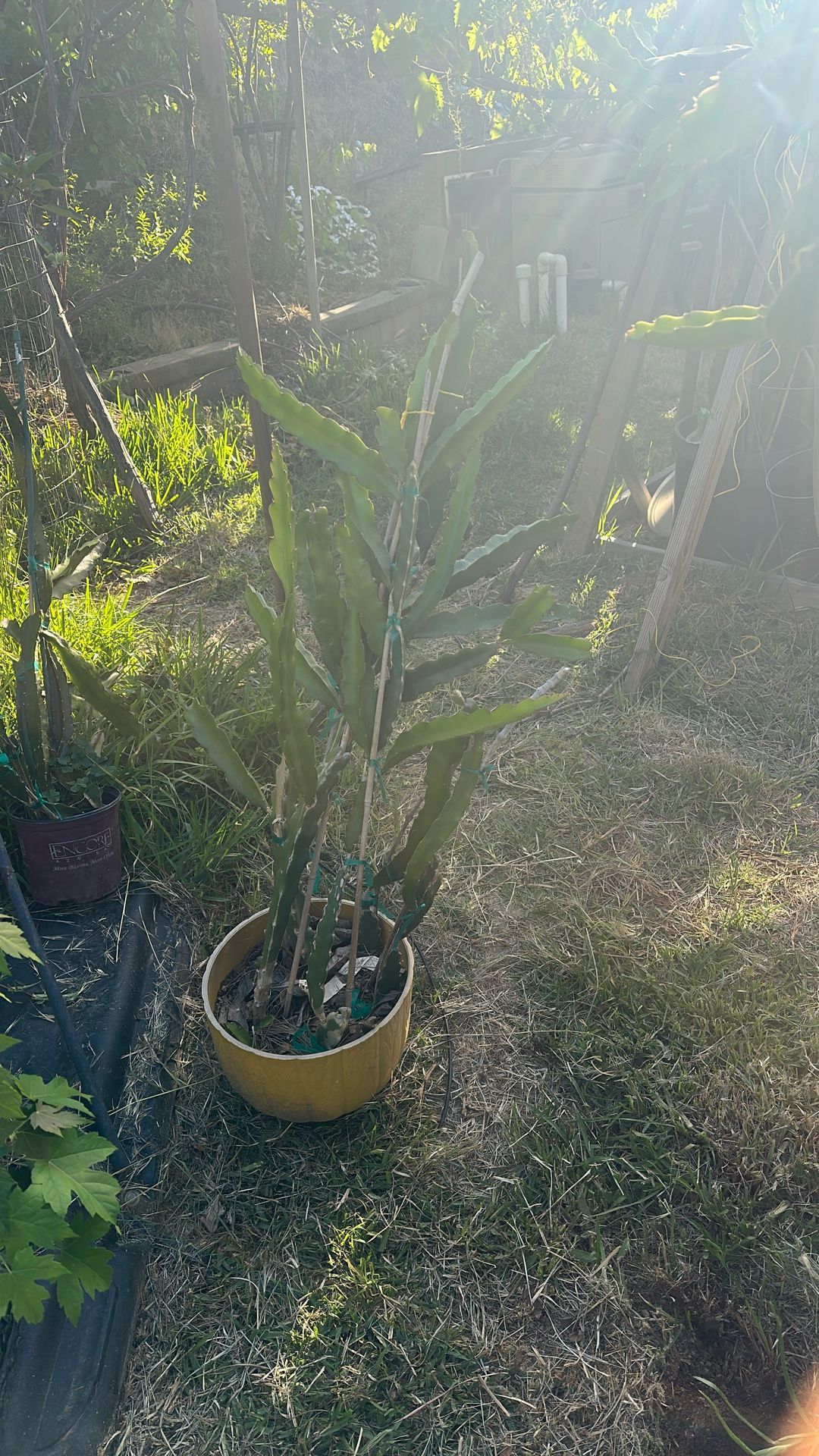 5 Dragon Plants In A Pot For $30