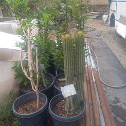 Live Bamboo Screening Plants For Fencing +, 