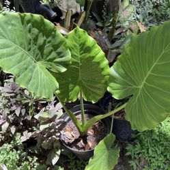 Alocasia  Odora