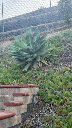 succulent, palms, Agave Blue Flame Plant