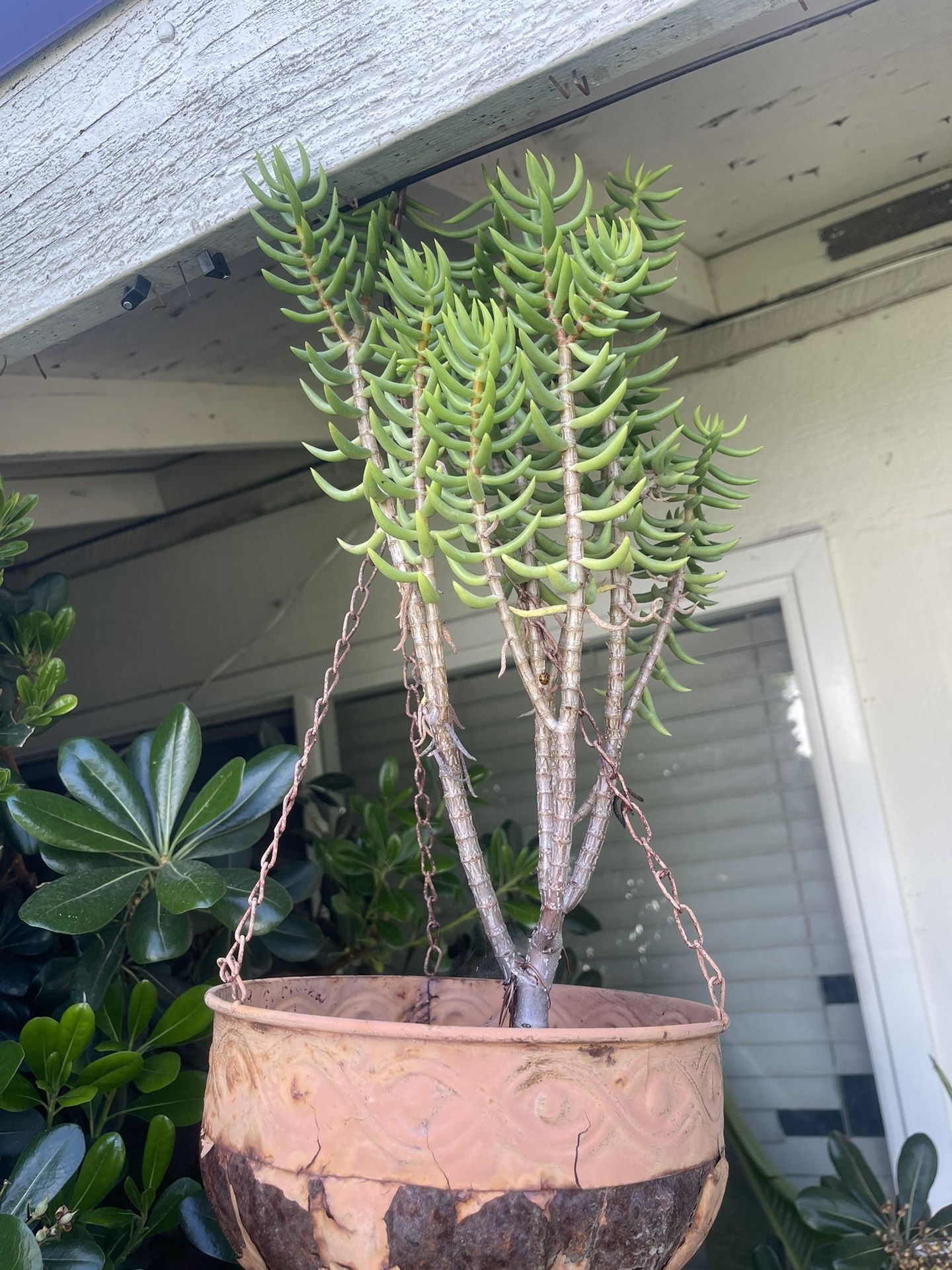 Succulent Tree