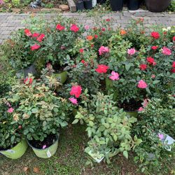 Rose Plants 