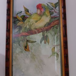 Signed Framed Artwork Painting Picture Parrot Bird