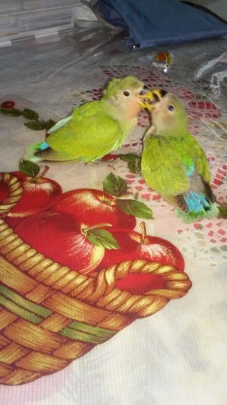 Love Birds