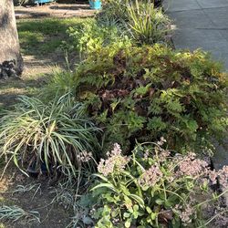 🌱Plants🌱Plants🌱Oodles of Plants🌱