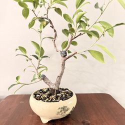 Ficus Bonsai 