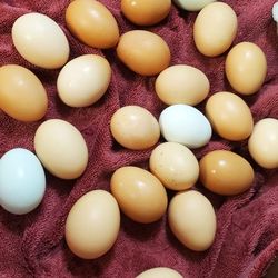 Fresh Organic Eggs 