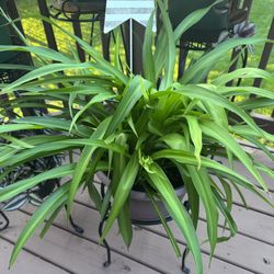RARE Green Spider Plants