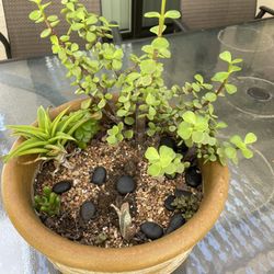 Large Pot With Several Succulents