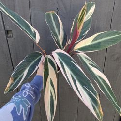 Calathea Stromanthe Triostar Plant 4" Pot - Indoor House Plants 