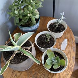 Succulents 