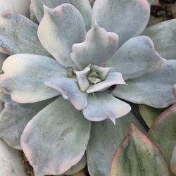 Variegated Lilacina RARE Korean Imported  Strong Fully Rooted 