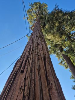 Lumber wood