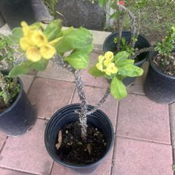 Large Crown of Thorns plant