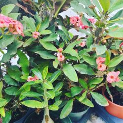 crowns of Christ of different colors large and very pretty flower 