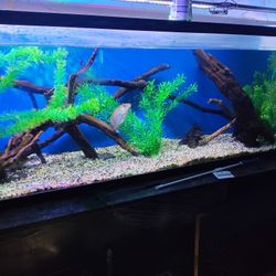 Fish Tank Large And Small 