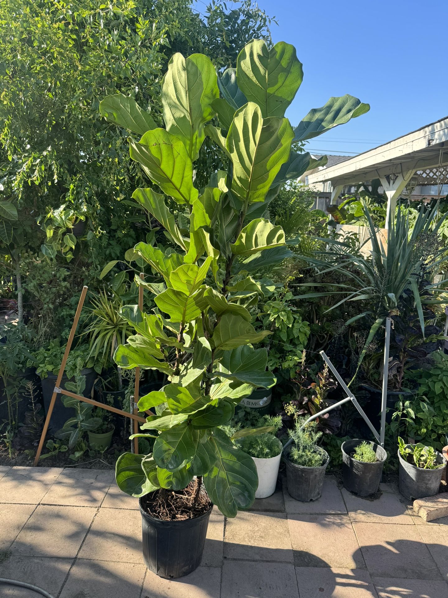 Fiddle Leaf Fig