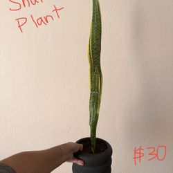 Snake Plant