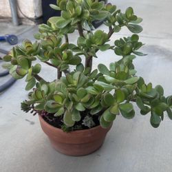 Jade Succulents Plant 