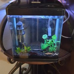 2 Gallon Aquarium