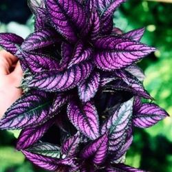 Beautiful Purple Persians Shield Indoor  Outdoor  Plant 🪴 